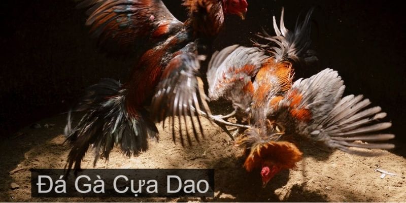 Thông tin sơ qua về đá gà cựa dao